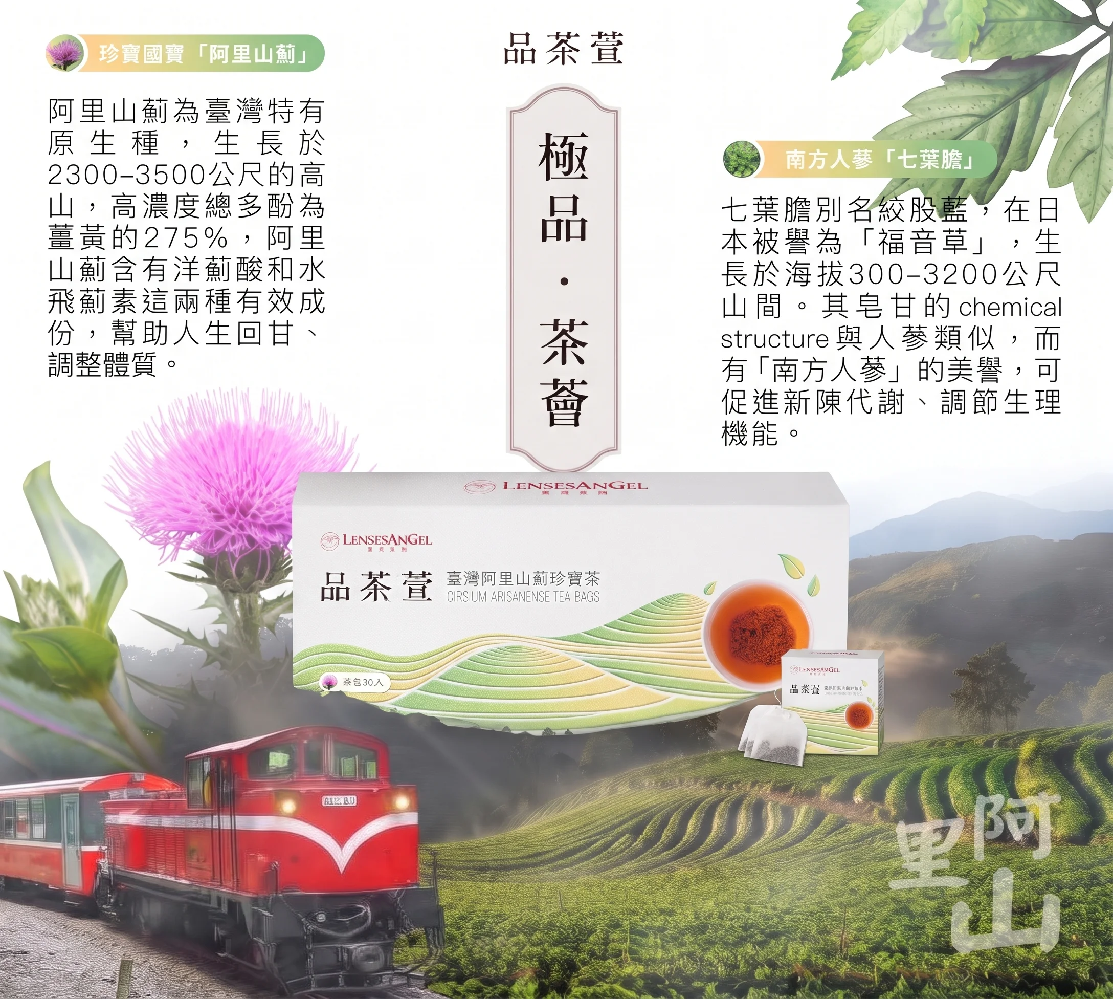 品茶萱 臺灣阿里山薊珍寶茶